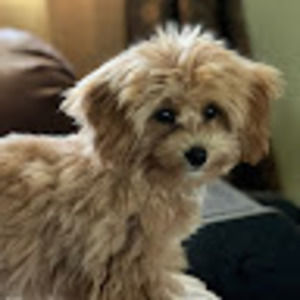 Meet your Posher, Angie